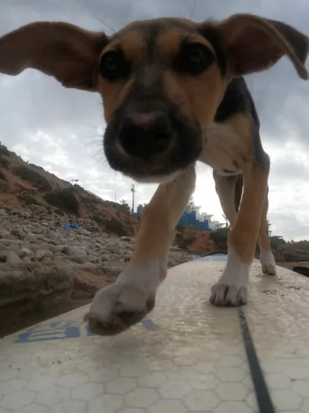 Hund auf einem Surfbrett im Surfcamp Mirleft Marokko"