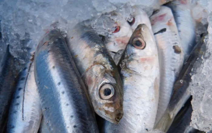 Sardinen, auf Eis gelagert, als Teil der kulinarischen Highlights in Mirlef